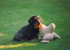 Rauhhaardackel (Zwergdackel) Foto: noch einen Schritt näher und Du musst Deine Finger nachzählen... (ID 37091) Rauhhaardackel (Zwergdackel) Hund