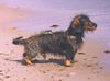 Rauhhaardackel (Zwergdackel) Foto: 30° am Strand - 3-Wetter-Taft und das Haar sitzt perfekt! (ID 36668) Rauhhaardackel (Zwergdackel) Hund