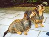 Rauhhaardackel (Zwergdackel) Foto: Wo bleibt denn nun unsere Belohnung... (ID 36670) Rauhhaardackel (Zwergdackel) Hund