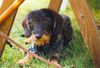 Rauhhaardackel (Zwergdackel) Foto: hier hat man wenigstens seine Ruhe (ID 37090) Rauhhaardackel (Zwergdackel) Hund