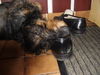 Rauhhaardackel (Zwergdackel) Foto: ohne schuhe kannst net weg herrl (ID 37126) Rauhhaardackel (Zwergdackel) Hund