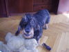 Rauhhaardackel (Zwergdackel) Foto: trau die net , der gehört mir ! (ID 37127) Rauhhaardackel (Zwergdackel) Hund