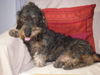 Rauhhaardackel (Zwergdackel) Foto (ID 34512) Rauhhaardackel (Zwergdackel) Hund