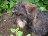 Rauhhaardackel (Zwergdackel) Foto (ID 34036) Rauhhaardackel (Zwergdackel) Hund