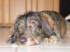 Rauhhaardackel (Zwergdackel) Foto: ich hab nichts gemacht... (ID 22952) Rauhhaardackel (Zwergdackel) Hund