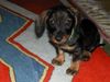 Rauhhaardackel (Zwergdackel) Foto: leni mit 11 wochen (ID 12906) Rauhhaardackel (Zwergdackel) Hund
