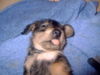Rauhhaardackel (Zwergdackel) Foto: Unsere Martischa beim schlafen (ID 24548) Rauhhaardackel (Zwergdackel) Hund