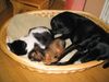 Rauhhaardackel (Zwergdackel) Foto: Ich bin der Hahn im Korb... (ID 8593) Rauhhaardackel (Zwergdackel) Hund