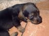 Rauhhaardackel (Zwergdackel) Foto: ich bin Mufassa von der Hommelheide (ID 23455) Rauhhaardackel (Zwergdackel) Hund