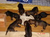 Rauhhaardackel (Zwergdackel) Foto (ID 35062) Rauhhaardackel (Zwergdackel) Hund