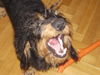 Rauhhaardackel (Zwergdackel) Foto: bin klein aber wuiiiiiiiiii wer traut sie ? (ID 37180) Rauhhaardackel (Zwergdackel) Hund