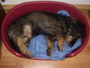 Rauhhaardackel (Zwergdackel) Foto: hat hund endlich ruhe ? gähhhhhhhn (ID 37353) Rauhhaardackel (Zwergdackel) Hund