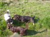Rauhhaardackel (Zwergdackel) Foto: ja , wer seids denn ihr ? schnupper mal (ID 37354) Rauhhaardackel (Zwergdackel) Hund