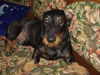 Rauhhaardackel (Zwergdackel) Foto: wollts mi net endlich in ruhe lassen ? (ID 37865) Rauhhaardackel (Zwergdackel) Hund