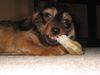 Rauhhaardackel (Zwergdackel) Foto: Sie hat`s noch nicht gemerkt... (ID 8376) Rauhhaardackel (Zwergdackel) Hund