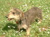 Rauhhaardackel (Zwergdackel) Foto: Angelina-Martischa von der Hommelheide Sie ist am 3.7.2006 1 Jahr geworden (ID 32503) Rauhhaardackel (Zwergdackel) Hund