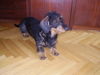 Rauhhaardackel (Zwergdackel) Foto: gleich gehört er mir , der ball (ID 36823) Rauhhaardackel (Zwergdackel) Hund