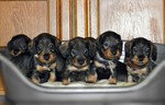 Rauhhaardackel (Zwergdackel) Foto: Rauhaardackel Babys (ID 47273) Rauhhaardackel (Zwergdackel) Hund