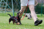 Rauhhaardackel (Zwergdackel) Foto: Rauhhaardackel bei Hundetraining (ID 47108) Rauhhaardackel (Zwergdackel) Hund