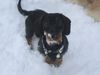 Rauhhaardackel (Zwergdackel) Foto: Edi im Schnee (ID 8127) Rauhhaardackel (Zwergdackel) Hund