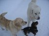 Rauhhaardackel (Zwergdackel) Foto: Edi mit seinen Freunden Perry und Sam (ID 8128) Rauhhaardackel (Zwergdackel) Hund