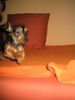 Rauhhaardackel (Zwergdackel) Foto: wenn frauchen ruft, komme ich geflogen... (ID 10036) Rauhhaardackel (Zwergdackel) Hund