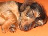 Rauhhaardackel (Zwergdackel) Foto: nun bin ich aber müde... (ID 10037) Rauhhaardackel (Zwergdackel) Hund