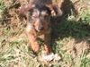 Rauhhaardackel (Zwergdackel) Foto: ich fliege..... (ID 10035) Rauhhaardackel (Zwergdackel) Hund