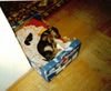 Rauhhaardackel (Zwergdackel) Foto: Baby Nutsch in Körbchen (ID 13027) Rauhhaardackel (Zwergdackel) Hund