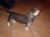 Rauhhaardackel (Zwergdackel) Foto: Angelina-Martischa von der Hommelheide (ID 27821) Rauhhaardackel (Zwergdackel) Hund