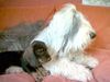 Rauhhaardackel (Zwergdackel) Foto: unser kleines Dackelbaby hat schon eine große Beschützerin gefunden (ID 11368) Rauhhaardackel (Zwergdackel) Hund