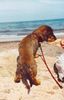 Rauhhaardackel (Zwergdackel) Foto: Kann ich jetzt endlich ins Wasser? (ID 38121) Rauhhaardackel (Zwergdackel) Hund