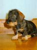 Rauhhaardackel (Zwergdackel) Foto: Wartet nur, bis ich gross bin... (ID 38119) Rauhhaardackel (Zwergdackel) Hund
