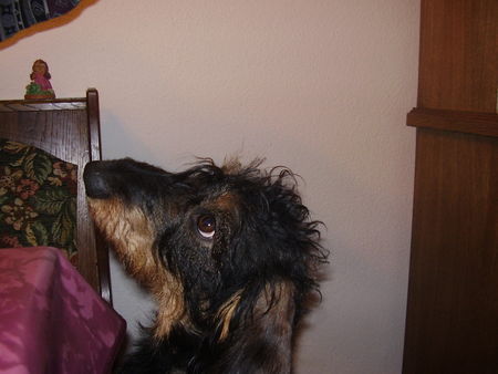 Rauhhaardackel (Zwergdackel) Hunde Foto 36709 Rauhhaardackel (Zwergdackel) gebts ma doch auch a stückerl