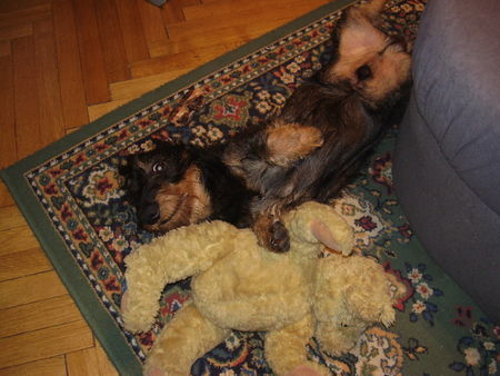 Rauhhaardackel (Zwergdackel) Hunde Foto 36824 Rauhhaardackel (Zwergdackel) nino fragt empört : wer stört ?