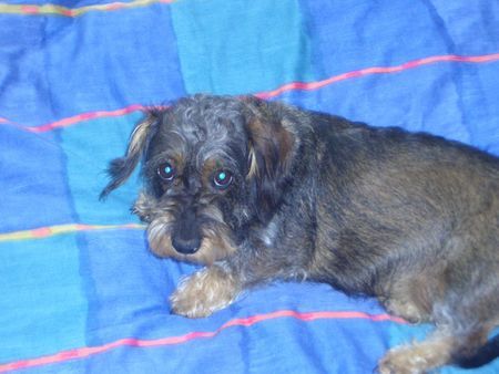 Rauhhaardackel (Zwergdackel) Hunde Foto 28320 in höherer Auflösung ansehen Rauhhaardackel (Zwergdackel)