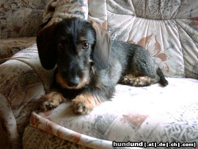 Rauhhaardackel (Zwergdackel) Hunde Foto 9094 Rauhhaardackel (Zwergdackel)