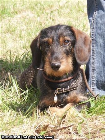 Rauhhaardackel (Zwergdackel) Hunde Foto 24053 in höherer Auflösung ansehen Rauhhaardackel (Zwergdackel)