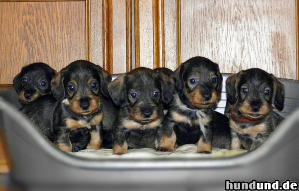 Rauhhaardackel (Zwergdackel) Hunde Foto 47273 Rauhhaardackel (Zwergdackel) Rauhaardackel Babys