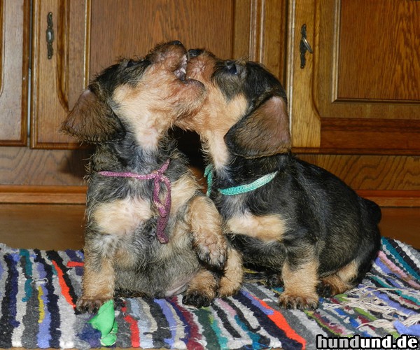 Rauhhaardackel (Zwergdackel) Hunde Foto 47274 Rauhhaardackel (Zwergdackel) Zwei Rauhaardackel Baby Welpen