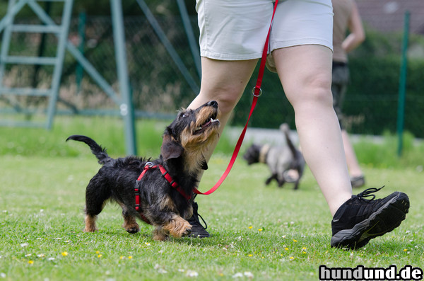 Rauhhaardackel (Zwergdackel) Rauhhaardackel bei Hundetraining 