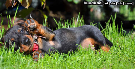 Rauhhaardackel (Zwergdackel) Hunde Foto 46856 in höherer Auflösung ansehen Rauhhaardackel (Zwergdackel) Fenn