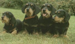 Rauhhaardackel (Zwergdackel)