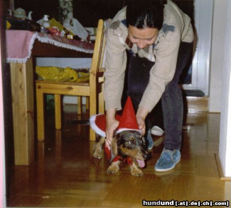 Rauhhaardackel (Zwergdackel) Hunde Foto 13029 Rauhhaardackel (Zwergdackel) Es war einst ein kleines Rentier....