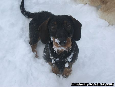 Rauhhaardackel (Zwergdackel) Hunde Foto 8127 Rauhhaardackel (Zwergdackel) Edi im Schnee