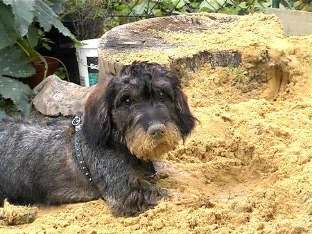 Rauhhaardackel (Zwergdackel) Hunde Foto 1742 Rauhhaardackel (Zwergdackel) Benni von der Raubkammer