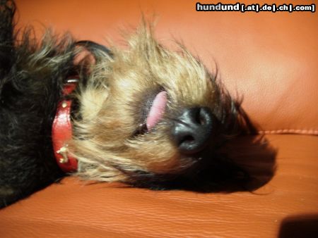 Rauhhaardackel (Zwergdackel) Hunde Foto 3576 Rauhhaardackel (Zwergdackel) Das ist Onkel Kurt