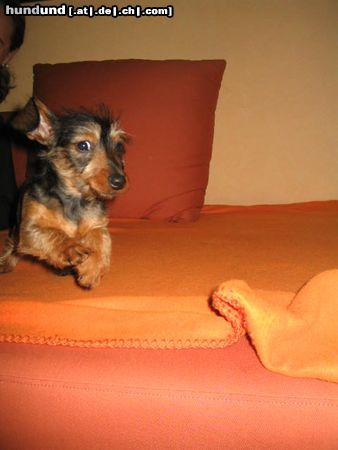 Rauhhaardackel (Zwergdackel) Hunde Foto 10036 Rauhhaardackel (Zwergdackel) wenn frauchen ruft, komme ich geflogen...
