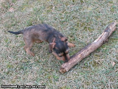 Rauhhaardackel (Zwergdackel) Hunde Foto 10038 Rauhhaardackel (Zwergdackel) das ist aber ein großes stöckchen...