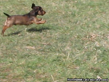 Rauhhaardackel (Zwergdackel) Hunde Foto 10034 Rauhhaardackel (Zwergdackel) ich fliege.....
